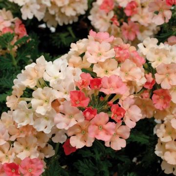 Verbena Superbena Royale Peachy Keen - Hangverbena