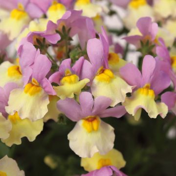 Nemesia Fairy Kiss Pink Lemonade - Elfenspiegel
