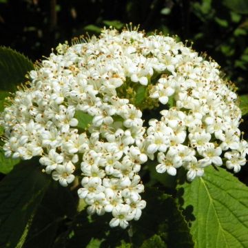Viburnum lantana - Wollige sneeuwbal