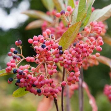 Viburnum nudum Pink Beauty - Sneeuwbal