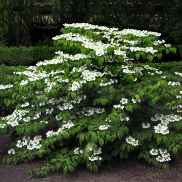 Viburnum plicatum Mariesii - Japanse sneeuwbal