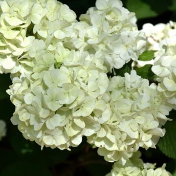 Viburnum plicatum Opening Day - Japanse sneeuwbal