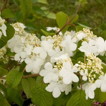 Viburnum plicatum Summer Snow Flake - Japanse sneeuwbal
