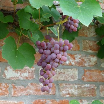 Vitis Fragola Nera - Blauwe druif