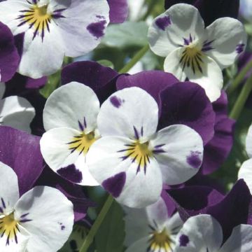 Viola cornuta White Jump Up - Hoornviooltje