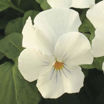 Viola wittrockiana Retombante Blanche - Witte hangviool