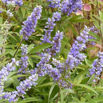 Vitex agnus-castus Latifolia - Kuise boom