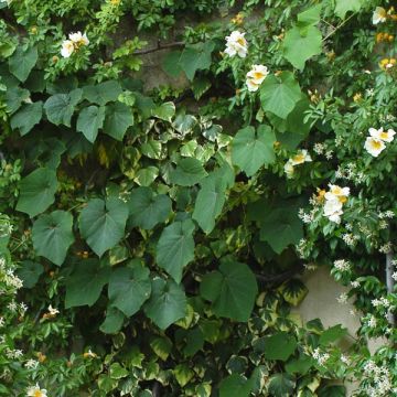 Vitis coignetiae - Japanse wijnstok