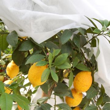 Wit vliesdoek 90g/m² voor extreme winter