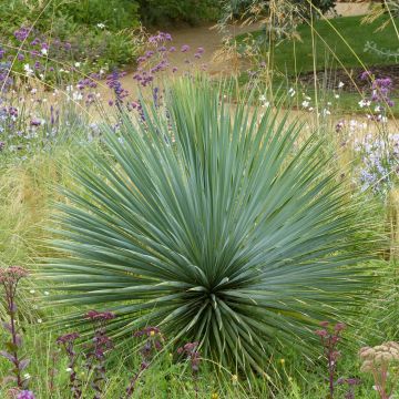 Yucca rostrata - Palmlelie