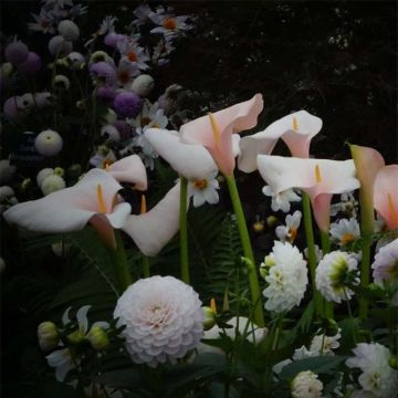 Zantedeschia aethiopica Pink Flamingo - Witte aronskelk