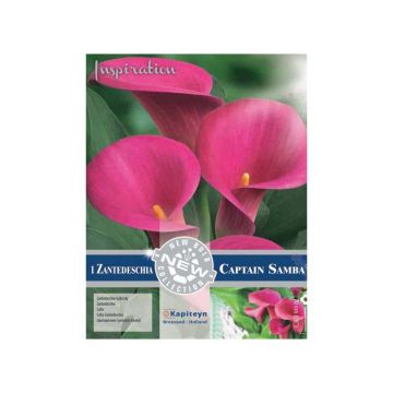Zantedeschia Captain Samba - Gele calla