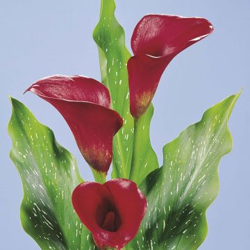 Zantedeschia Red Alert - Gele calla
