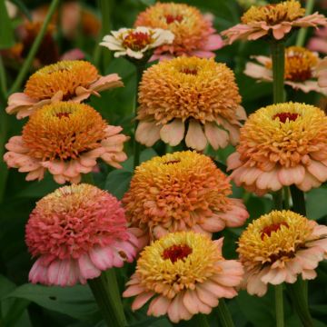 Zinnia elegans Zinderella Peach (zaad) - Zahara-bloem