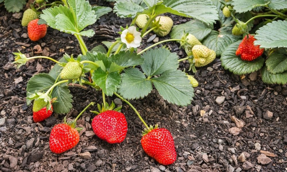 Bestel uw aardbeiplanten zodat je ieder jaar kunt genieten van een heerlijke oogst