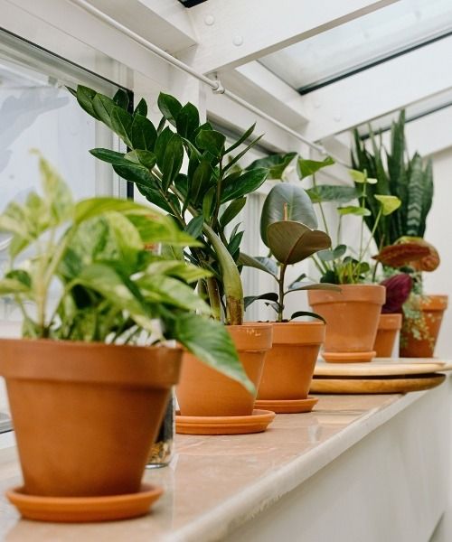 Kies uw planten op basis van hun kenmerken