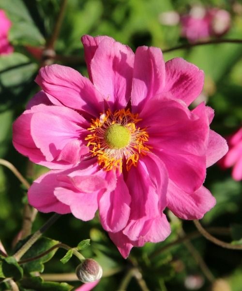 De mooiste planten van dit moment