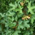 Spaanse aak of veldesdoorn - Acer campestre