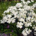 Witte Achillea