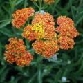 Gele en oranje Achillea