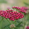 Rode Achillea