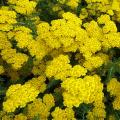 Droogtebestendige Achillea
