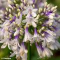Tweekleurige Agapanthus