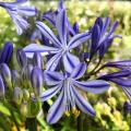 Blauwe Agapanthus