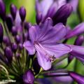 Paarse Agapanthus