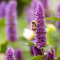 Agastache voor bijen