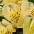 Gele Alstroemeria's