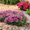 Dwergalstroemeria's