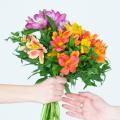 Alstroemeria's voor boeketten