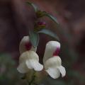 Antirrhinum - Leeuwenbek