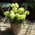 Struiken met groene bloemen
