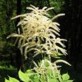 Aruncus - Geitenbaard