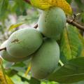 Asimina triloba - Gewone pawpaw