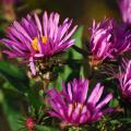 Herfst Asters