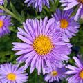 Lente Asters