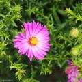 Asters met roze bloemen