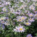 Langbloeiende asters