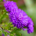 Asters met dubbele bloemen