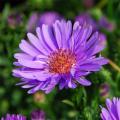 Halfhoge asters