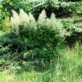 Grote Astilbe