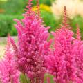 Roze Astilbe