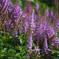 Paarse Astilbe
