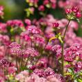 Herbloeiende astrantia
