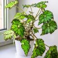 Begonia - Kamerplant