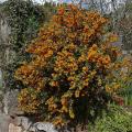 Botanische Berberis