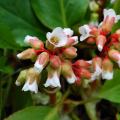 Witte Bergenia